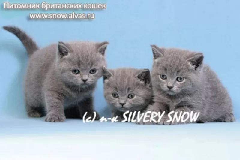 Московский питомник предлагает британских котят
